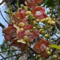 Singapore Botanic Gardens (UNESCO World Heritage Site – Free)
