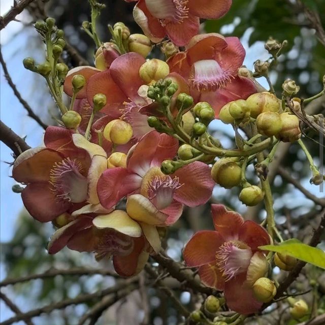 Singapore Botanic Gardens (UNESCO World Heritage Site – Free)