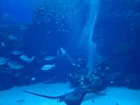 夢幻光影海底世界、南美海獅秀、打卡限定周邊一次滿足！