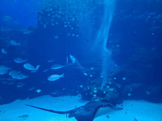 夢幻光影海底世界、南美海獅秀、打卡限定周邊一次滿足！