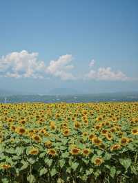 山梨の人気ひまわりスポットをご紹介🌻