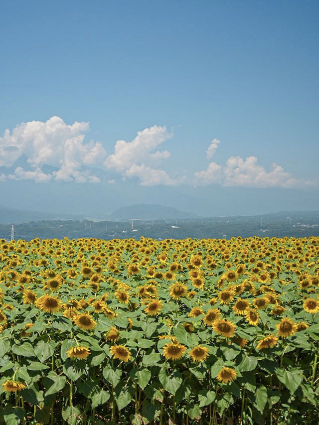 山梨の人気ひまわりスポットをご紹介🌻