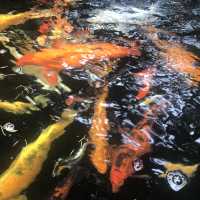 【文京区関口　音羽　鳩山会館、永青文庫美術館、肥後細川庭園】