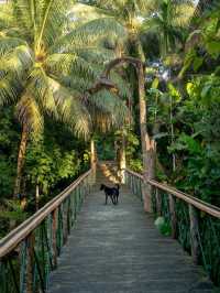 Monkey Business & Jungle Feels