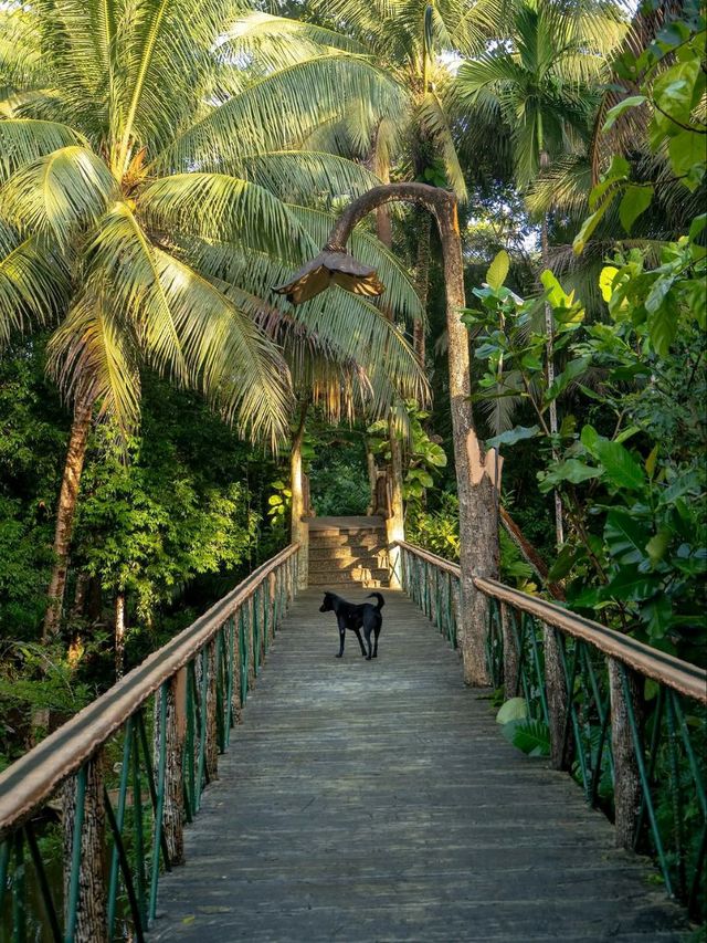 Monkey Business & Jungle Feels