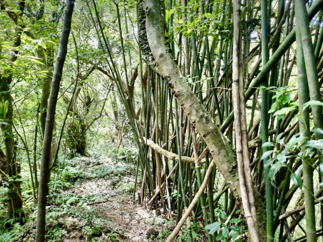 十七寮山輕鬆走