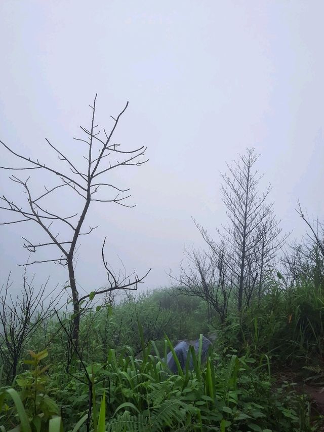 เดินป่าปลายฝนต้องภูสอยดาวววว : (สอยเธอไม่ได้ ไปสอยดาวล่ะกัน 😆)