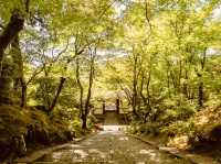 🍁 Solo Serenity: Jōjakkō-ji Temple – Kyoto’s Hidden Mossy Sanctuary