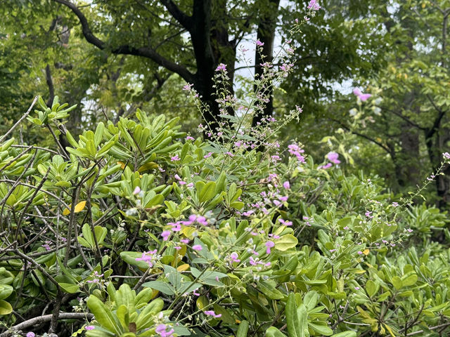 🌸 Nishinomaru Garden