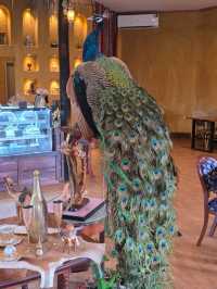 Dubai DXB cafe
