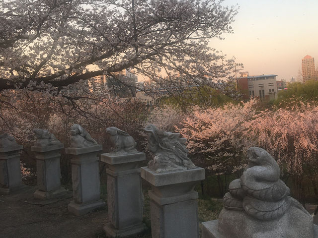벚꽃 핀 올림픽 공원과 가는길