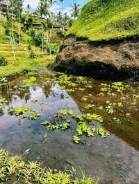 The Green Stairway to Heaven – Tegallalang Rice Terrace