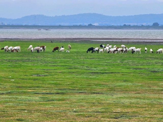 จุดกางเต็นท์บ้านหาดเล็บยาว นิวซีแลนด์เมืองไทย