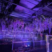 【東京/銀座🇯🇵】まさに日本の芸術🇯🇵アートアクアリウム