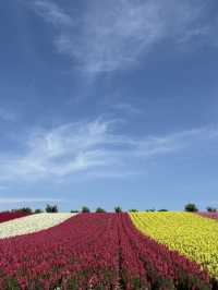Summer in Biei-Furano 🌸🌻🌷