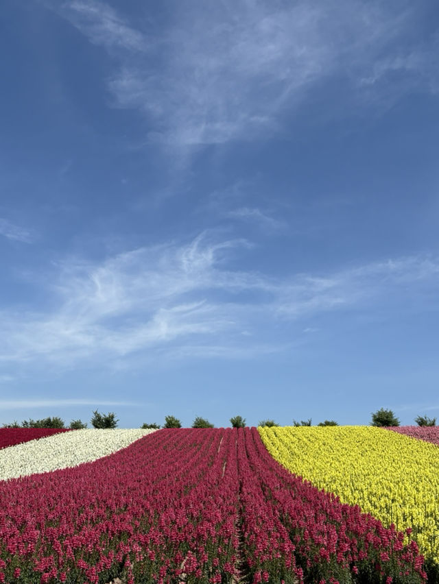 Summer in Biei-Furano 🌸🌻🌷