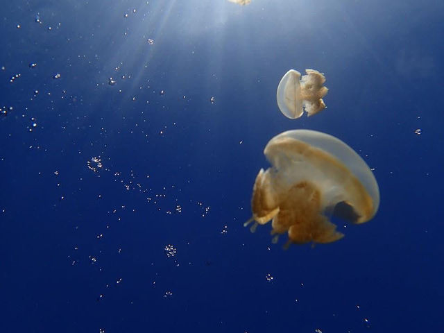 帛琉之旅 海島旅遊 浮潛 珊瑚巡禮