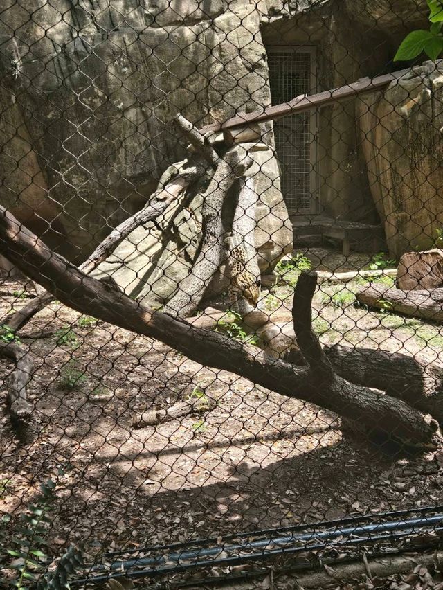 Houston Zoo