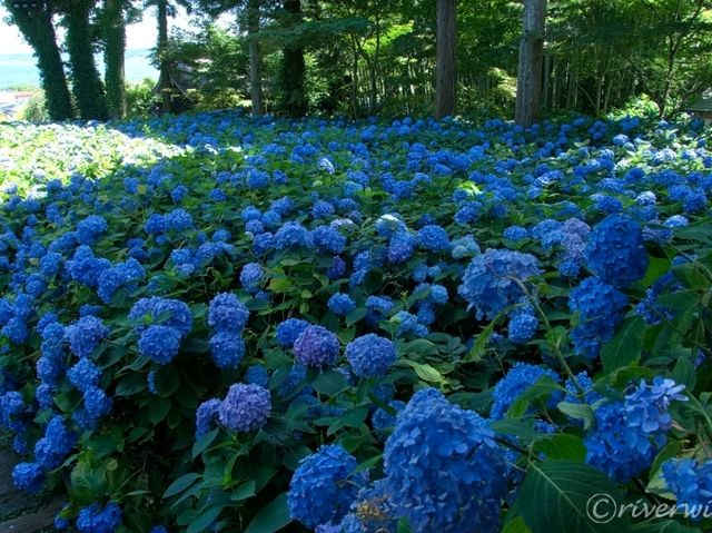 【秋田】死ぬまでに見たいあじさいの絶景！秋田男鹿半島「雲昌寺」