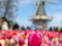 荷蘭🇳🇱