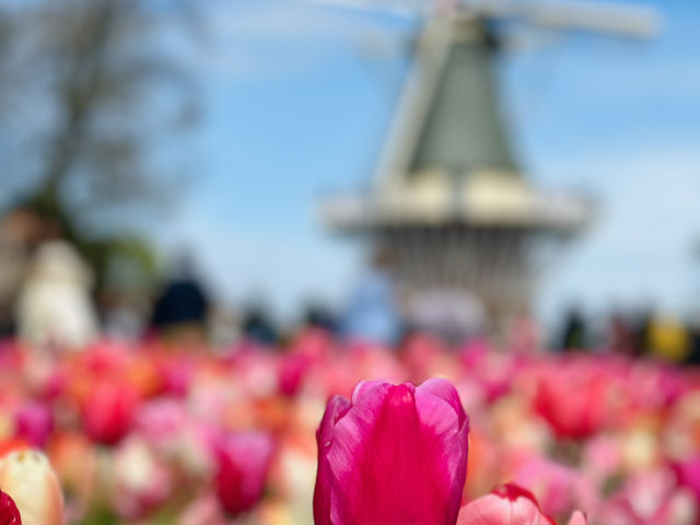 荷蘭🇳🇱