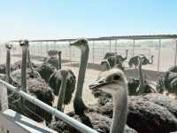 Rooster Cogburn Ostrich Ranch|圖森必玩餵食動物趣味攻略