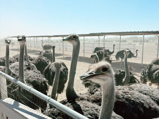 Rooster Cogburn Ostrich Ranch|圖森必玩餵食動物趣味攻略 Rooster Cogburn Ostrich Ranch|圖森必玩餵食動物趣味攻略
