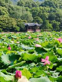 Gushan Park Lotus – Hangzhou’s Summer Watercolor Painting