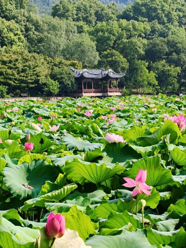 Gushan Park Lotus – Hangzhou’s Summer Watercolor Painting