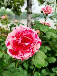 Baima Lake Park – Hangzhou’s Lakeside Oasis of Art & Nature