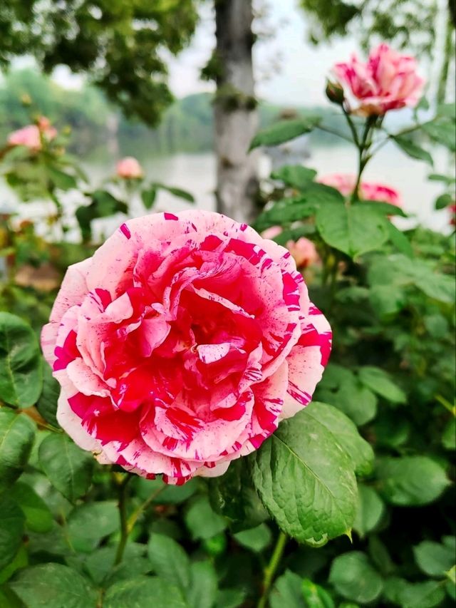 Baima Lake Park – Hangzhou’s Lakeside Oasis of Art & Nature