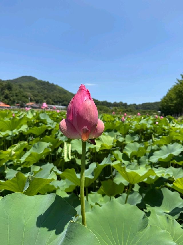 Gangwon