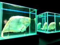 Dive Into the Wonders of SeaWorld Ancol