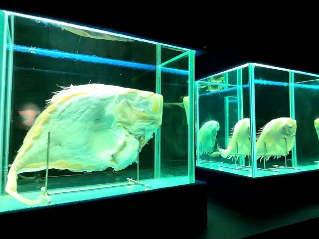 Dive Into the Wonders of SeaWorld Ancol
