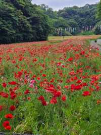 Kurihama Flower World in Yokosuka🌸🌹💐🌺🌷