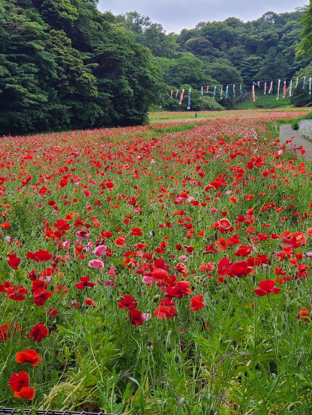 Kurihama Flower World in Yokosuka🌸🌹💐🌺🌷