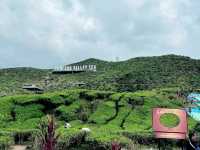 Sip, Stroll & Soak in the Views at Cameron Valley Tea