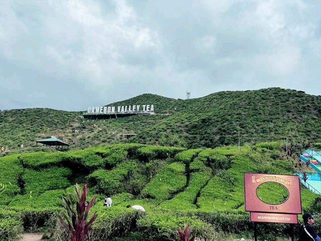 Sip, Stroll & Soak in the Views at Cameron Valley Tea