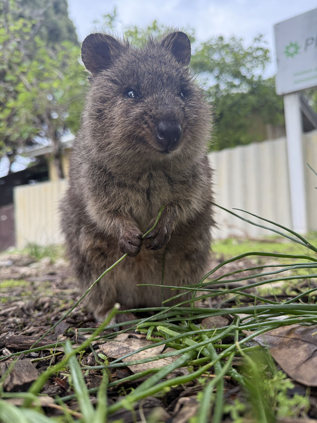 Trip Moment: Meeting the Happiest Animal on Earth 🐾✨