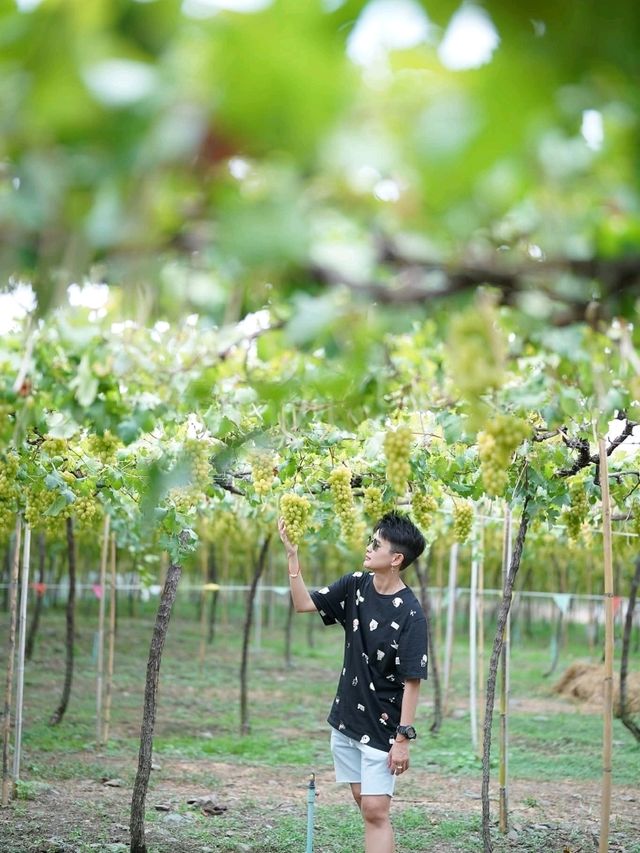 ไร่องุ่นมีสุข (Meesuk Farm Fest)