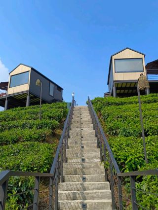 在綠茶田間尋找寧靜 