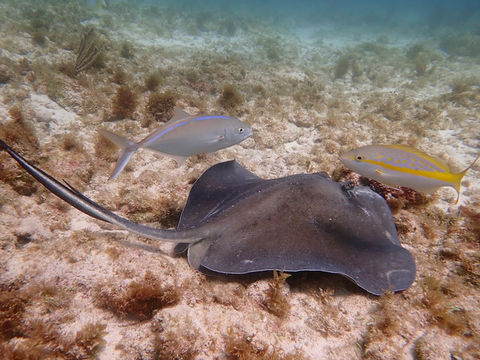カンクン🇲🇽海底美術館でスキューバダイビング🤿