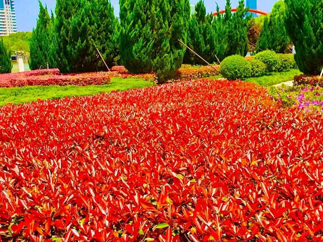 Xiuhu Park: The Heart of Yiwu’s City Life