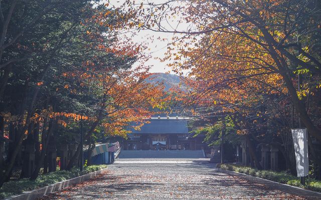 Hokkaido Shrine & Maruyama Park – The Spiritual Heart of Sapporo 🍁⛩️🌸