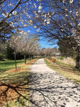 Bowral 越戦記念歩道 - 白い桜のような雪、平和の歌のように。