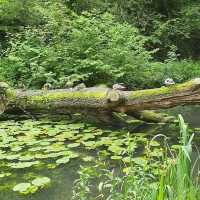 Forest Farm Country Park – Cardiff’s Quiet Wilderness Along the Taff