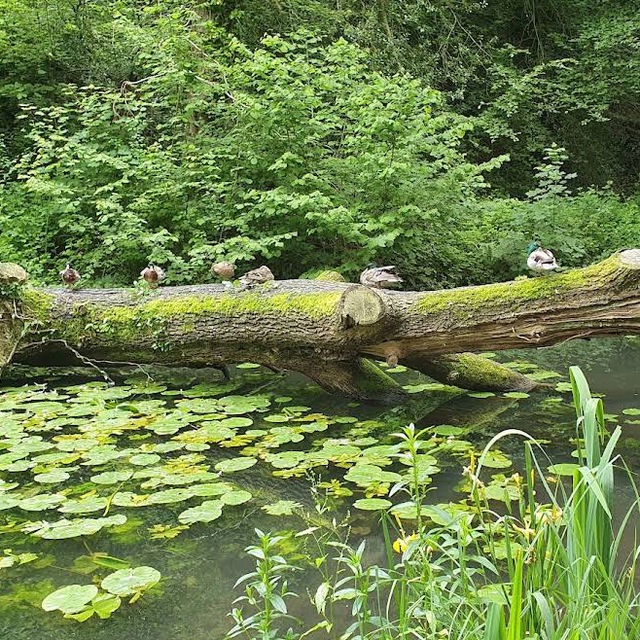 Forest Farm Country Park – Cardiff’s Quiet Wilderness Along the Taff Forest Farm Country Park – Cardiff’s Quiet Wilderness Along the Taff