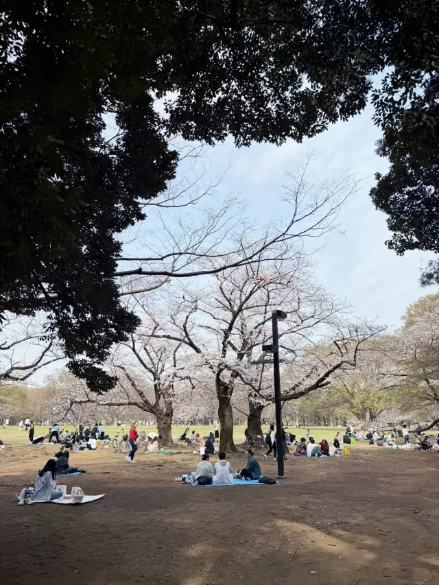 2025.03.27 Cherry Blossom Season Tokyo Solo Trip: Day 3 Itinerary (Part 2 - Yoyogi Park)