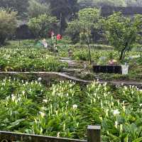 🌋🌸 Yangmingshan – Taipei’s Mountain Escape 🌳✨