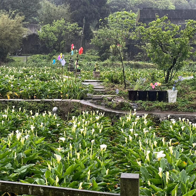 🌋🌸 Yangmingshan – Taipei’s Mountain Escape 🌳✨ 🌋🌸 Yangmingshan – Taipei’s Mountain Escape 🌳✨